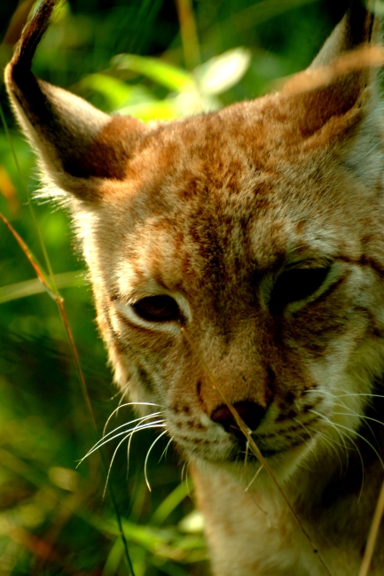 La lince nell'' Appennino centrale